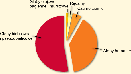 Typy gleb